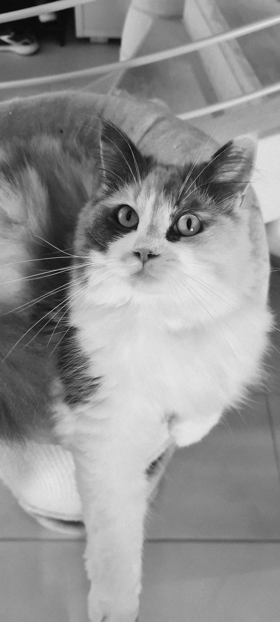 Nala